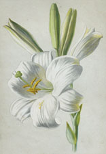 White Lily