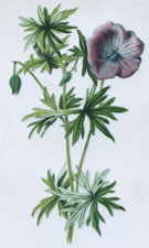 Wild Geranium