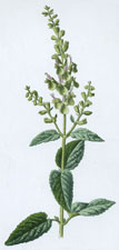 Wood Sage