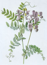 Wood Vetch