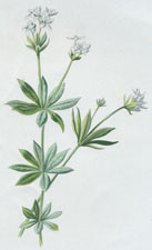 Woodruff