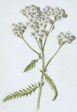 Yarrow