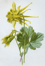 Yellow Columbine