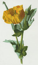 Yellow Horned Poppy