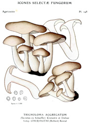 Vintage mushroom print