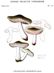 Vintage mushroom print