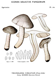 Vintage mushroom print