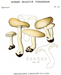 Vintage mushroom print