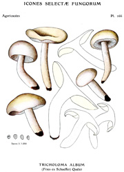 Vintage mushroom print