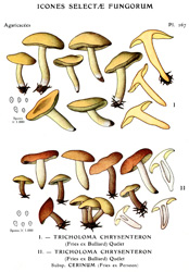 Vintage mushroom print