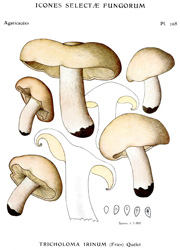 Vintage mushroom print