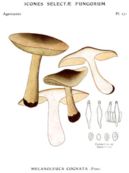 Vintage mushroom print