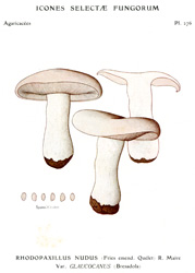 Vintage mushroom print