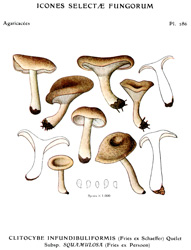 Vintage mushroom print