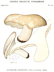 Vintage mushroom print