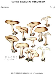 Vintage mushroom print