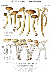 Vintage mushroom print