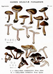 Vintage mushroom print