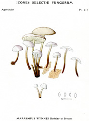 Vintage mushroom print