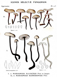 Vintage mushroom print