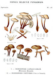 Vintage mushroom print
