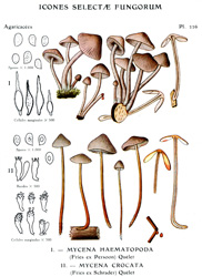 Vintage mushroom print