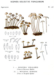 Vintage mushroom print