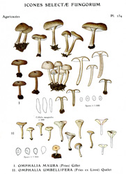 Vintage mushroom print