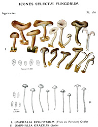 Vintage mushroom print