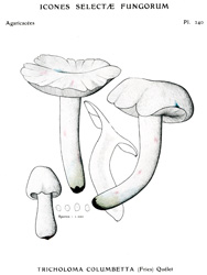 Vintage mushroom print