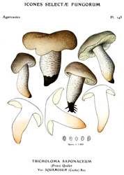 Vintage mushroom print