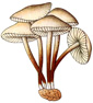 Mushroom prints 1924-1934 Paris