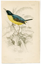 Black-headed Tody