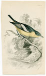 Buff-bodied Flycatcher