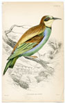 European Bee Eater