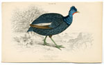 Numida Cristata (The crested Guinea Fowl)