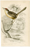 Rufus-crowned Tody