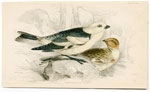 Snow Bunting