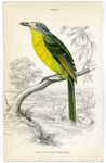 Large Grey-headed Bush Shrike