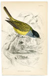 Grey-headed Flycatcher