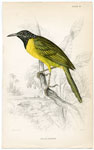 Oriale (Oriele) Babbler