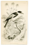 White-collared Flycatcher