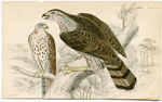 Gos Hawk (Goshawk)