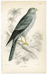 Grey Falcon