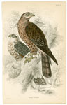 Honey Buzzard (Hawk)