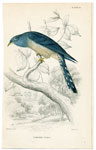 Linneated Cuckoo