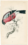 Bullfinch