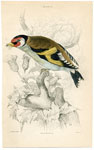 Goldfinch