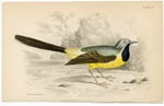 Grey Wagtail