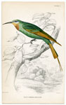 Blue-cheeked Bee Eater